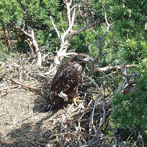 Птенец орлана-белохвоста в гнезде рядом с болотом Копоты в 2022 году