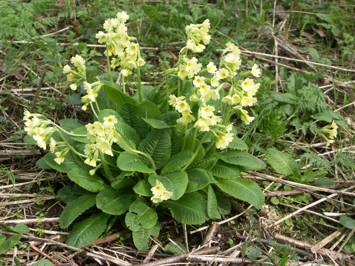 Первоцвет высокий (Primula elatior (L.) Hill) – вид из семейства Первоцветных, занесенный в Красную книгу Псковской области