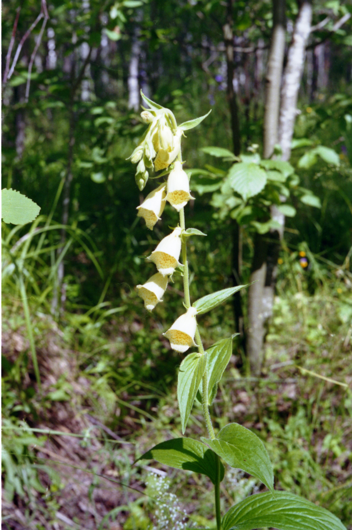Наперстянка крупноцветковая (Digitalis grandiflora Mill.) - вид из семейства Подорожниковых (ранее относился к семейству норичниковых), занесенный в Красную книгу Псковской области.