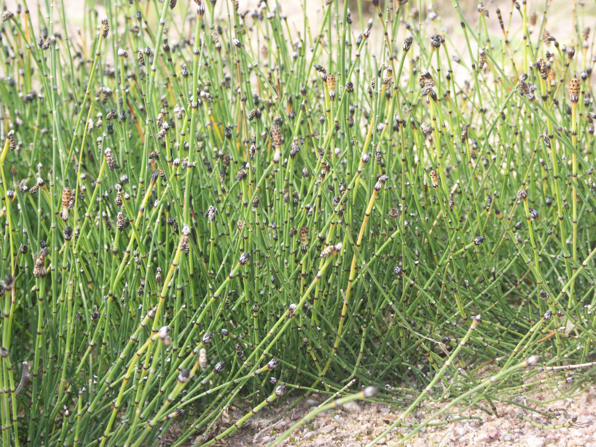 Хвощ пёстрый (Equisetum variegatum) — вид из семейства Хвощовых, занесенный в Красную книгу Псковской области