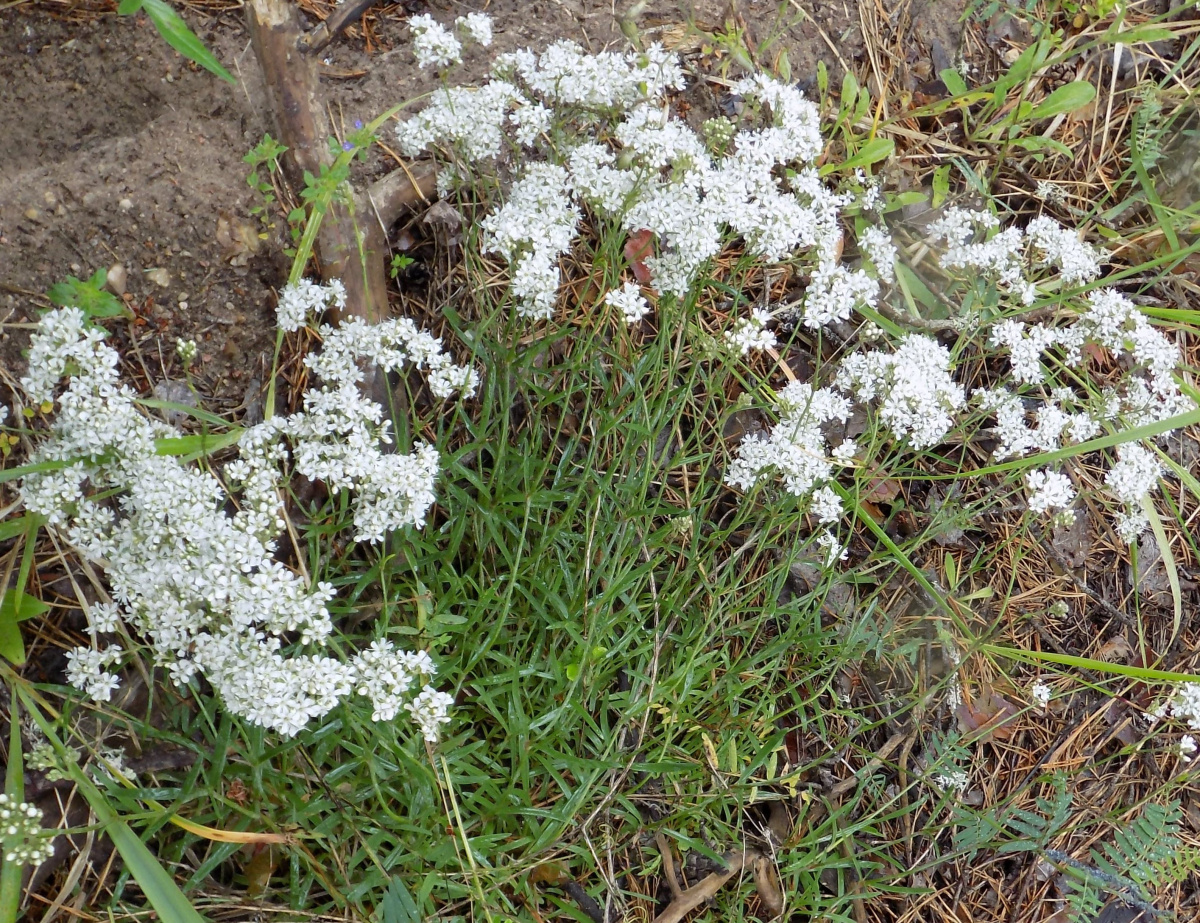 Гипсолюбка пучковатая (Gypsophila fastigiata L.) — вид из семейства Гвоздичных, занесенный в Красную книгу Псковской области