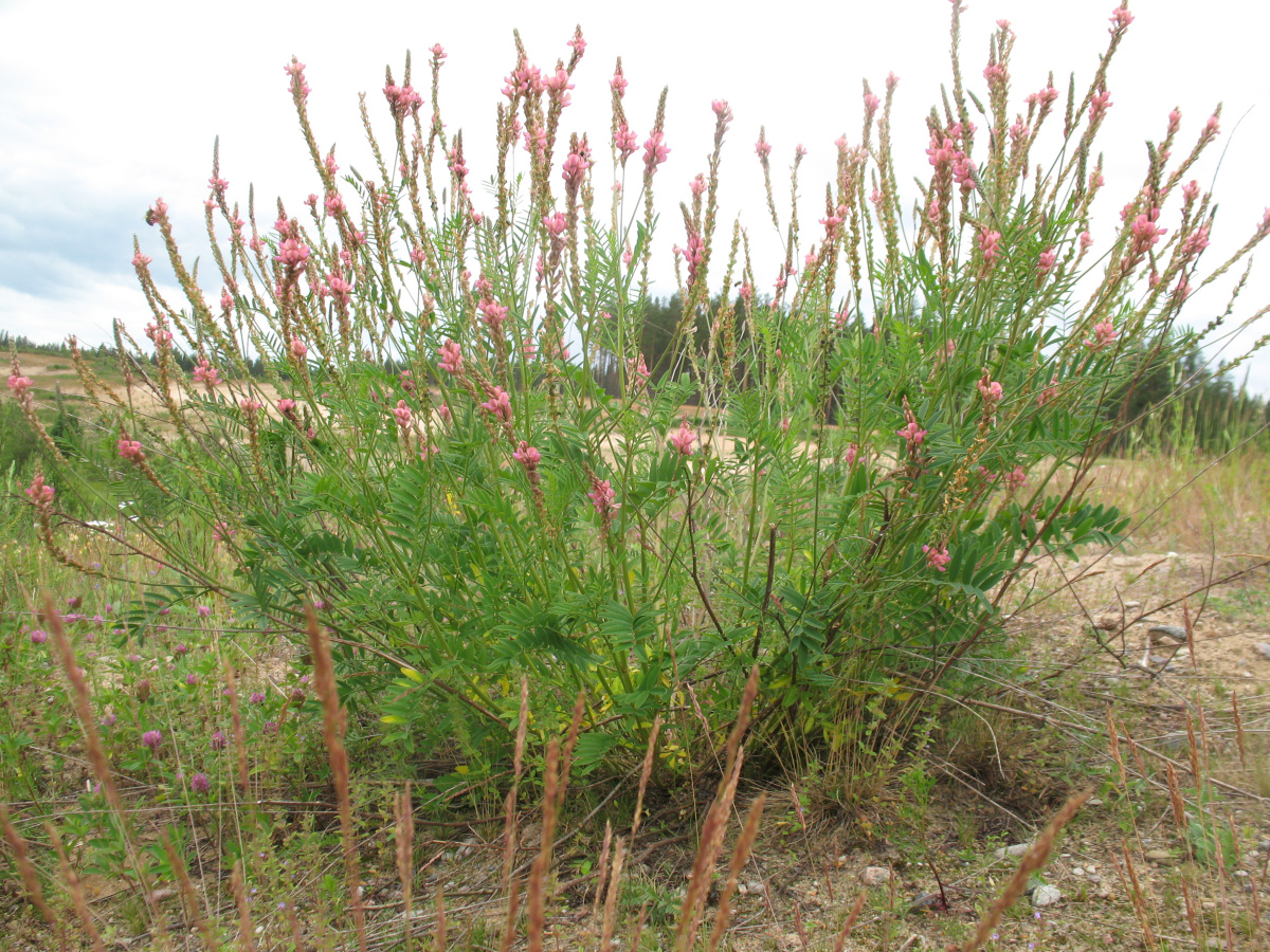 Эспарцет песчаный (Onobrychis arenaria (Kit.) DC.) — вид из семейства Бобовых, занесенный в Красную книгу Псковской области