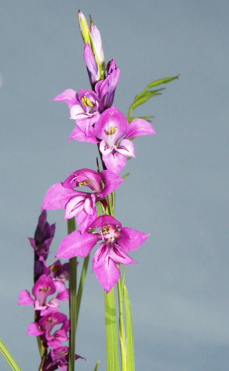 Гладиолус черепитчатый, шпажник черепитчатый (Gladiolus imbricatus L.) — вид из семейства Ирисовых, занесенный в Красную книгу Псковской области