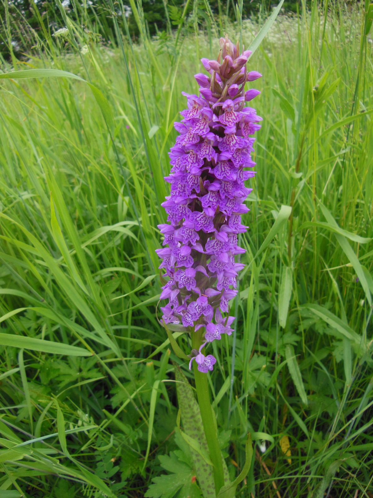 Пальчатокоренник балтийский (Dactylorhiza baltica (Klinge) Nevski) — вид из семейства орхидных, занесенный в Красную книгу РФ.  
