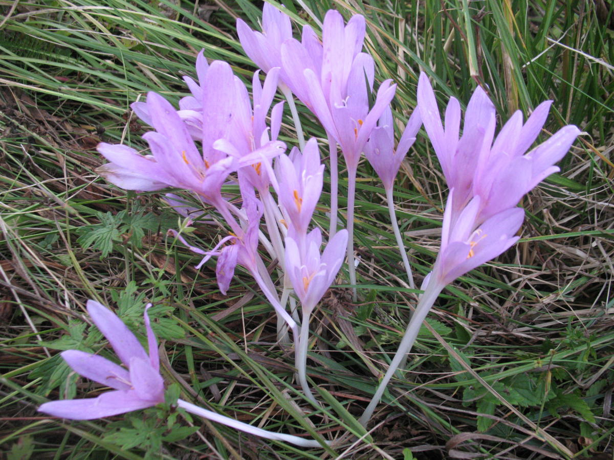 Безвременник осенний (Colchicum autumnale L.) — вид из семейства Мелантиевых, занесенный в Красную книгу Псковской области