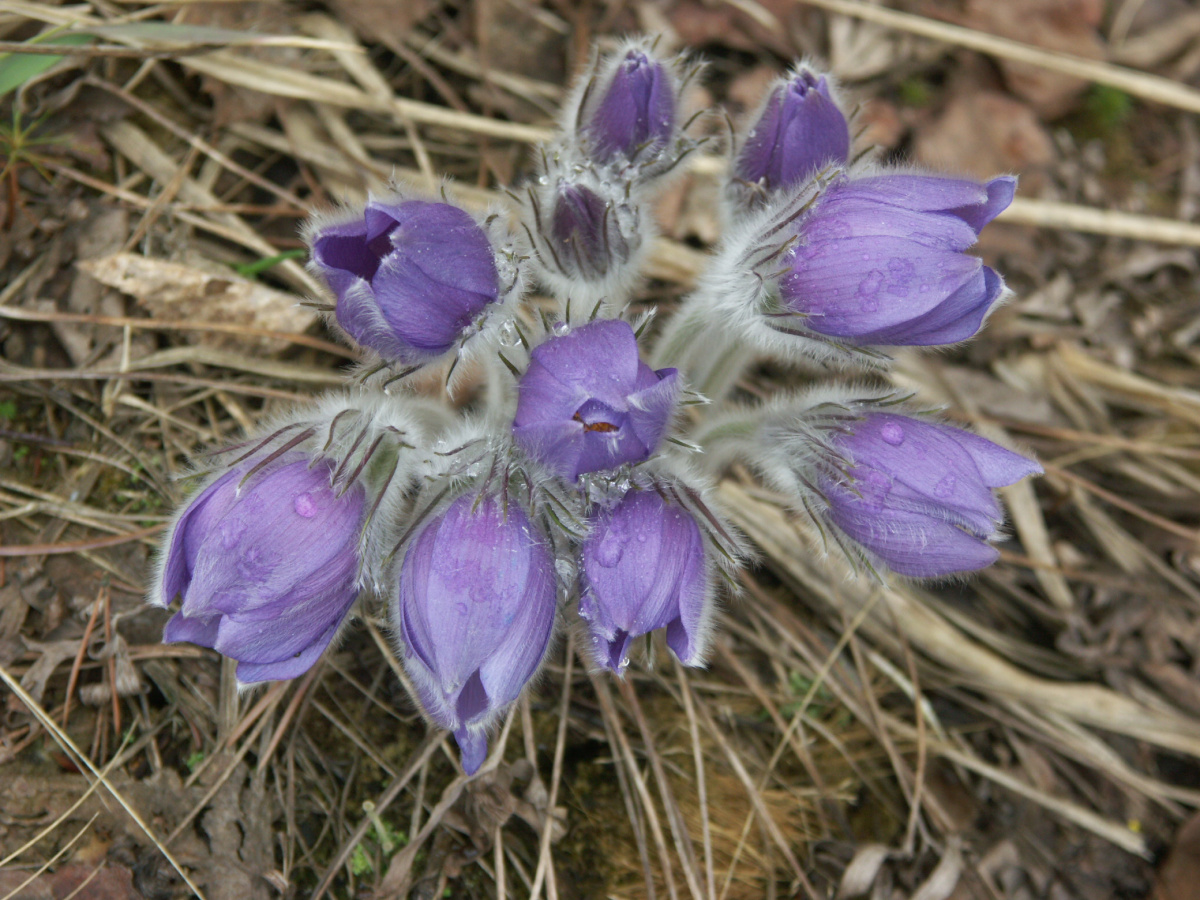 Прострел раскрытый или широколистный (Pulsatilla patens (L.) Mill.) — вид из семейства Лютиковых, занесенный в Красную книгу Псковской области