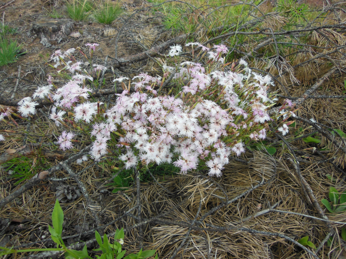 Гвоздика песчаная (Dianthus arenarius L.) — вид из семейства Гвоздичных, занесенный в Красную книгу Псковской области