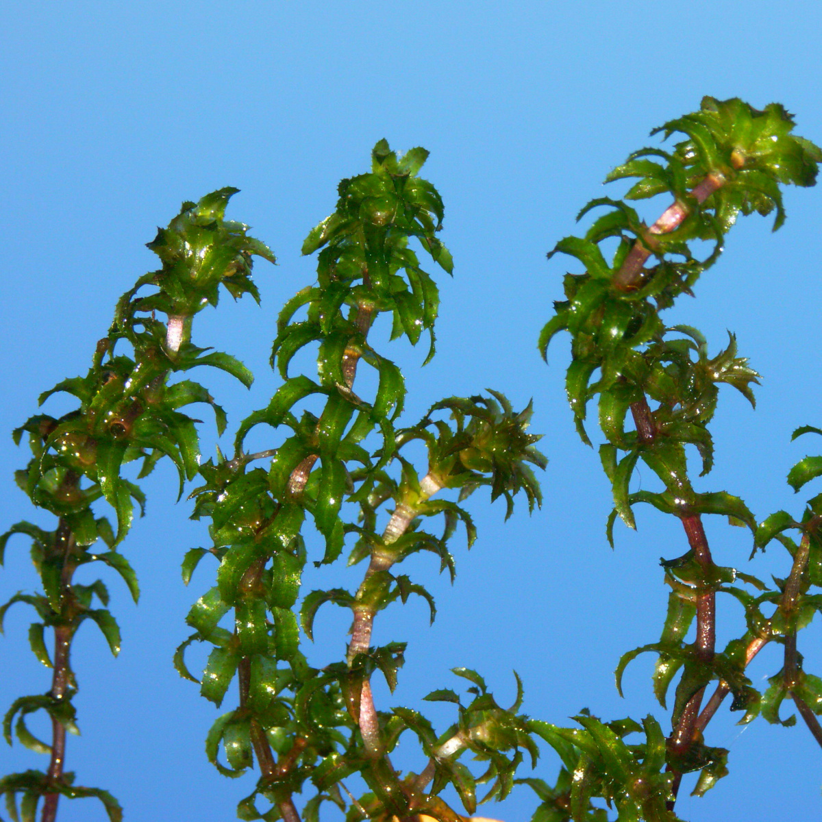 Гидрилла мутовчатая (Hydrilla verticillata (L.) Royle.) — вид из семейства Водокрасовых, занесенный в Красную книгу Псковской области.