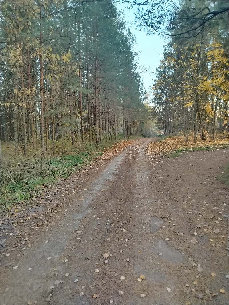 В национальном парке «Себежский» на почве впервые в этом осеннем сезоне наблюдался заморозок