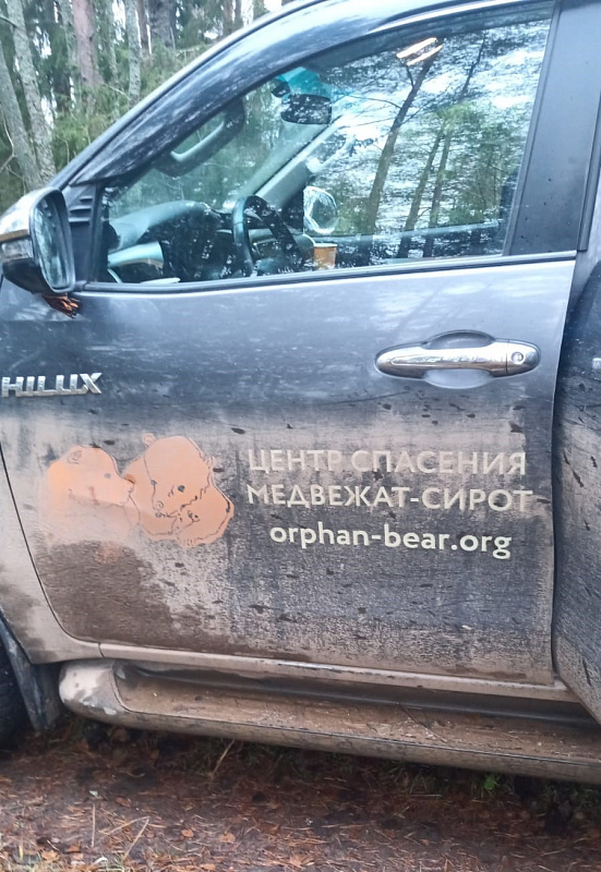 Медвежат выпустили в дикую природу на территории национального парка.