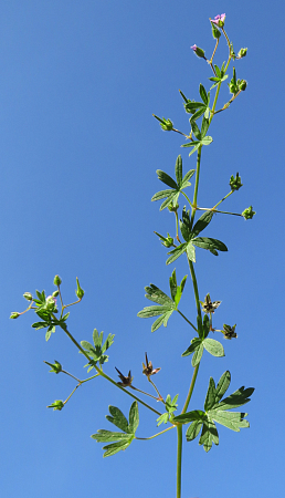 Geranium pyrenaicum
