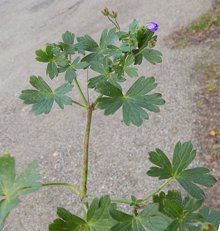 Geranium pyrenaicum