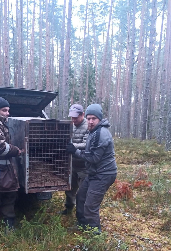 Медвежат выпустили в дикую природу на территории национального парка.
