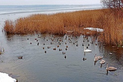 За время зимних учётов в Национальном парке «Себежский» и на сопредельных с ним территориях удалось зарегистрировать 45 видов зимующих птиц
