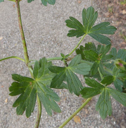 Geranium pyrenaicum